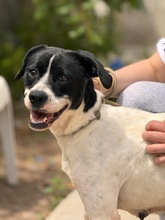 ATENA, Hund, Mischlingshund in Spanien - Bild 1