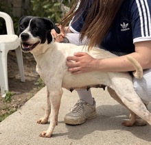 ATENA, Hund, Mischlingshund in Spanien - Bild 3