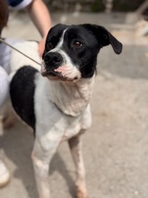 ATENA, Hund, Mischlingshund in Spanien - Bild 5