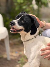 ATENA, Hund, Mischlingshund in Spanien - Bild 7