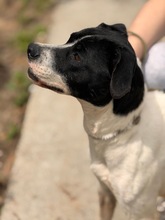 ATENA, Hund, Mischlingshund in Spanien - Bild 8