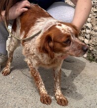 TULA, Hund, Epagneul Breton in Spanien - Bild 1
