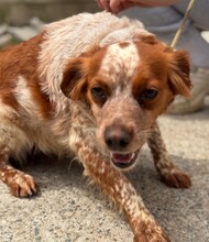 TULA, Hund, Epagneul Breton in Spanien - Bild 2