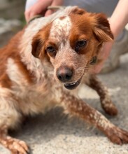 TULA, Hund, Epagneul Breton in Spanien - Bild 3