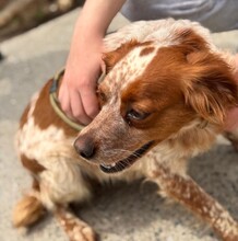 TULA, Hund, Epagneul Breton in Spanien - Bild 4