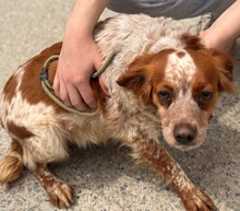 TULA, Hund, Epagneul Breton in Spanien - Bild 5