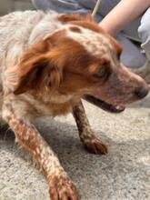 TULA, Hund, Epagneul Breton in Spanien - Bild 6
