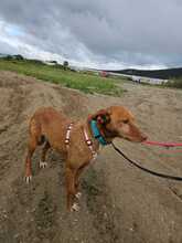 LISA, Hund, Rauhhaarpodenco in Spanien - Bild 3