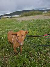 LISA, Hund, Rauhhaarpodenco in Spanien - Bild 5