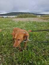 LISA, Hund, Rauhhaarpodenco in Spanien - Bild 6