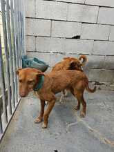 LISA, Hund, Rauhhaarpodenco in Spanien - Bild 7