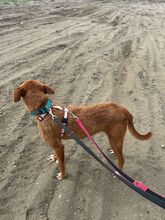 LISA, Hund, Rauhhaarpodenco in Spanien - Bild 8