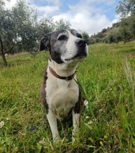 MARYLIN, Hund, Mischlingshund in Spanien