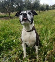 MARYLIN, Hund, Mischlingshund in Spanien - Bild 2