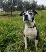 MARYLIN, Hund, Mischlingshund in Spanien - Bild 3