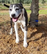MARYLIN, Hund, Mischlingshund in Spanien - Bild 4