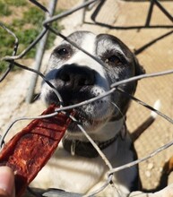 MARYLIN, Hund, Mischlingshund in Spanien - Bild 5