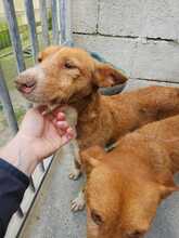 MONA, Hund, Rauhhaarpodenco in Spanien - Bild 2