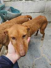 MONA, Hund, Rauhhaarpodenco in Spanien - Bild 3