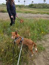 MONA, Hund, Rauhhaarpodenco in Spanien - Bild 5
