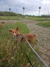MONA, Hund, Rauhhaarpodenco in Spanien - Bild 6
