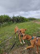 MONA, Hund, Rauhhaarpodenco in Spanien - Bild 7