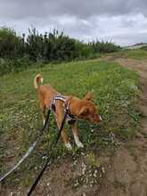MONA, Hund, Rauhhaarpodenco in Spanien - Bild 8