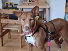 MONA, Hund, Rauhhaarpodenco in Weinheim