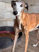 GRACIDAS, Hund, Galgo Español in Spanien - Bild 1