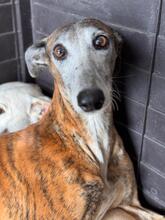 GRACIDAS, Hund, Galgo Español in Spanien - Bild 2