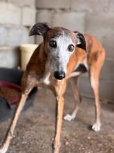GRACIDAS, Hund, Galgo Español in Spanien - Bild 4