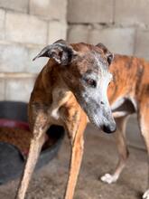 GRACIDAS, Hund, Galgo Español in Spanien - Bild 5