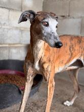 GRACIDAS, Hund, Galgo Español in Spanien - Bild 6