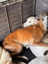 GRACIDAS, Hund, Galgo Español in Spanien - Bild 7