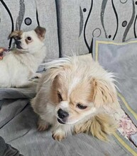 CLEO, Hund, Mischlingshund in Berlin - Bild 3