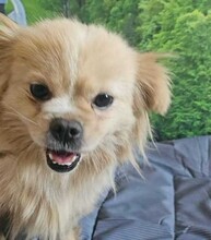 CLEO, Hund, Mischlingshund in Berlin - Bild 5