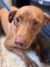 DOMINO, Hund, Mischlingshund in Spanien - Bild 1