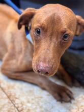 DOMINO, Hund, Mischlingshund in Spanien - Bild 2