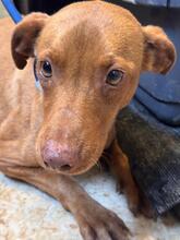 DOMINO, Hund, Mischlingshund in Spanien - Bild 3