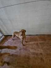 DOMINO, Hund, Mischlingshund in Spanien - Bild 4