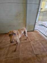 DOMINO, Hund, Mischlingshund in Spanien - Bild 5