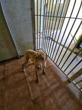 DOMINO, Hund, Mischlingshund in Spanien - Bild 6