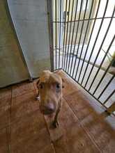 DOMINO, Hund, Mischlingshund in Spanien - Bild 7