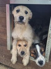 LEXI, Hund, Mischlingshund in Rumänien - Bild 2