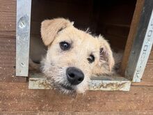 LEXI, Hund, Mischlingshund in Rumänien - Bild 7