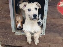 LEXI, Hund, Mischlingshund in Rumänien - Bild 8