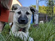 HACHIKO, Hund, Mischlingshund in Merseburg - Bild 2