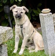 HACHIKO, Hund, Mischlingshund in Merseburg - Bild 4