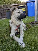 HACHIKO, Hund, Mischlingshund in Merseburg - Bild 5
