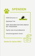 HACHIKO, Hund, Mischlingshund in Merseburg - Bild 7